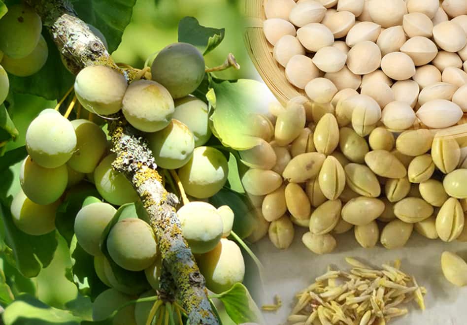 Viên uống bổ não Maruman Ginkgo Biloba có thành phần chính là bạch quả